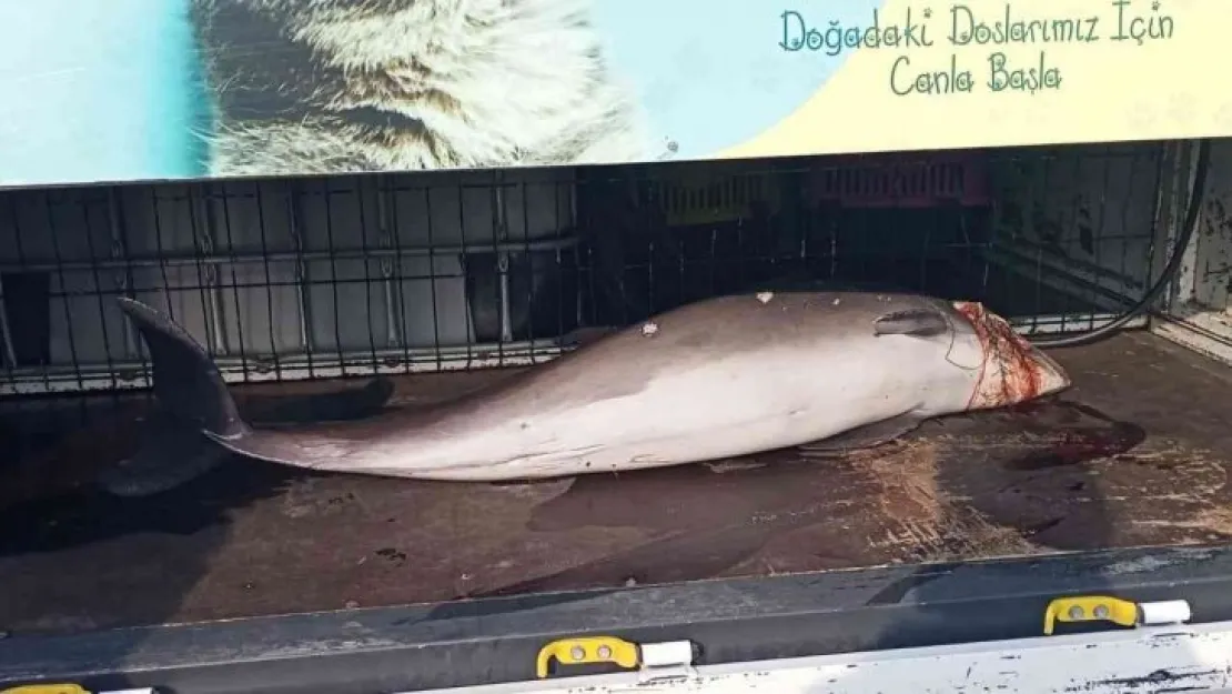 Kocaeli'de kan donduran görüntü