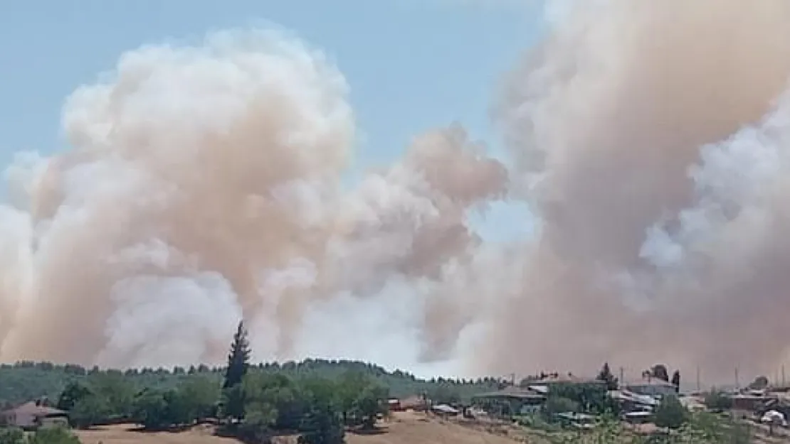 Kocaeli'de orman yangını