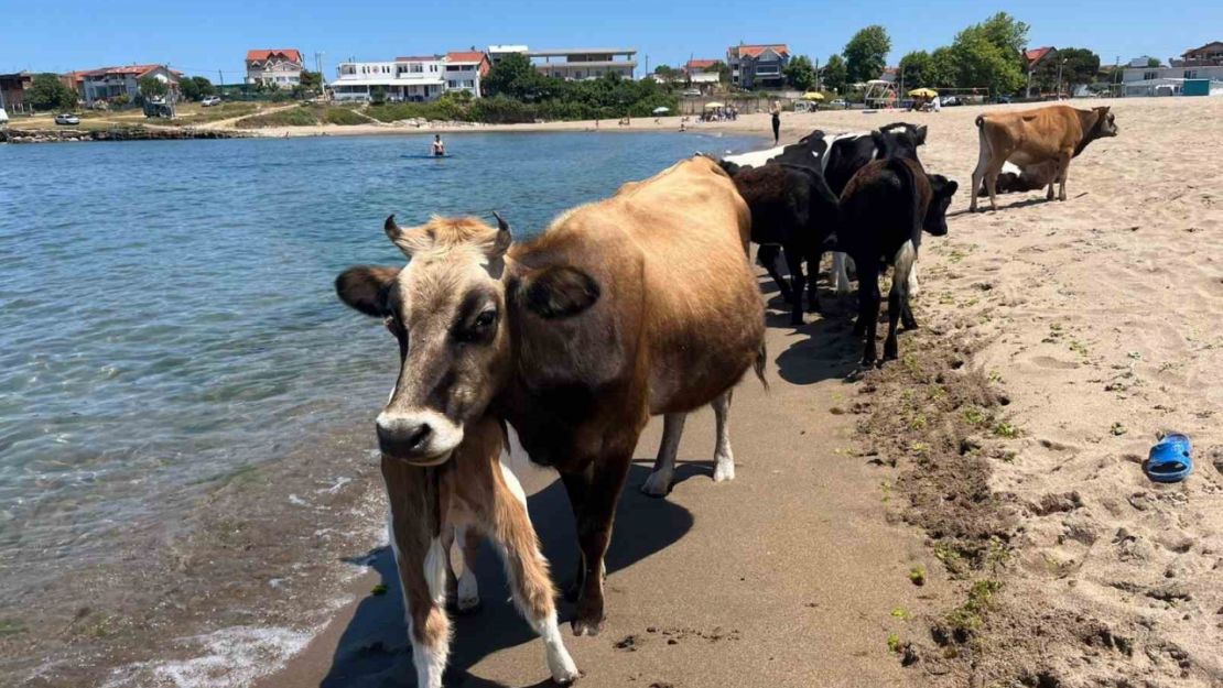 Kocaeli sahillerinde ineklerin deniz keyfi