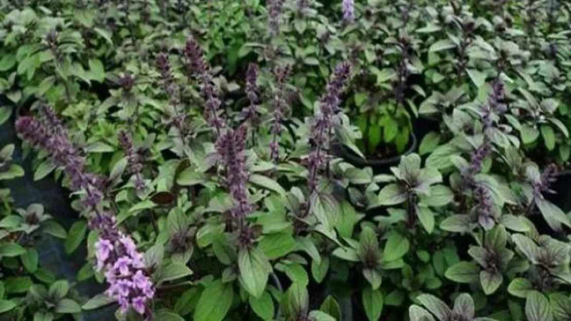 Kocaeli tıbbi aromatik bitkilerin merkezi olacak