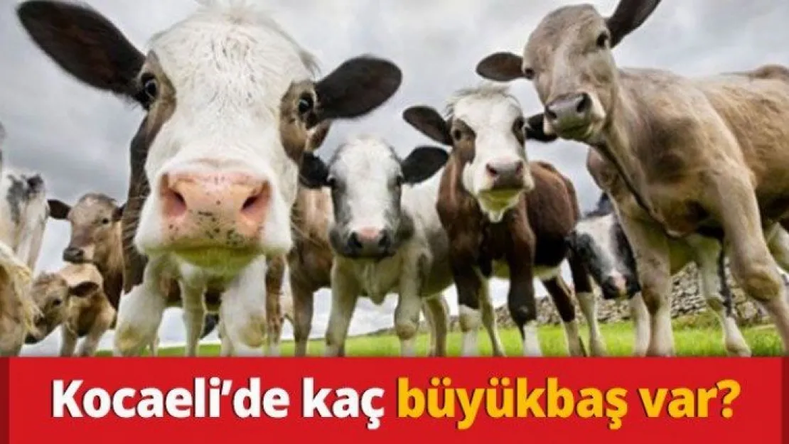 Kocaeli'de kaç büyükbaş var?