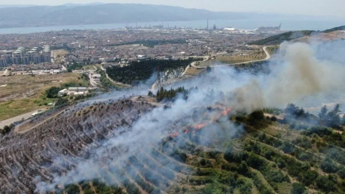 Kocaeli'de orman yangını