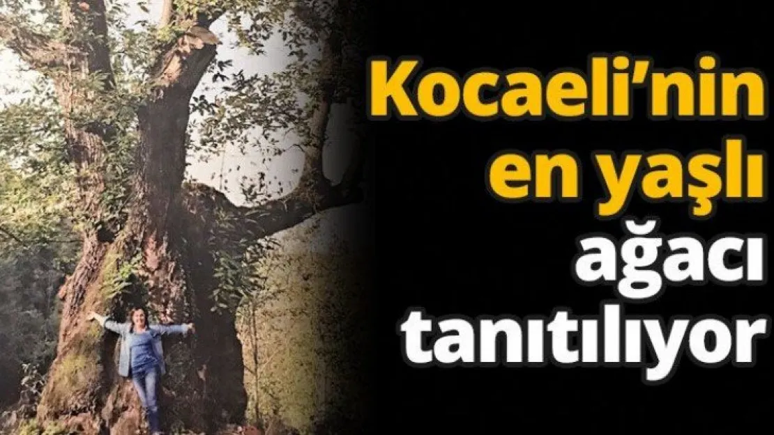 Kocaeli'nin en yaşlı ağacı tanıtılıyor...