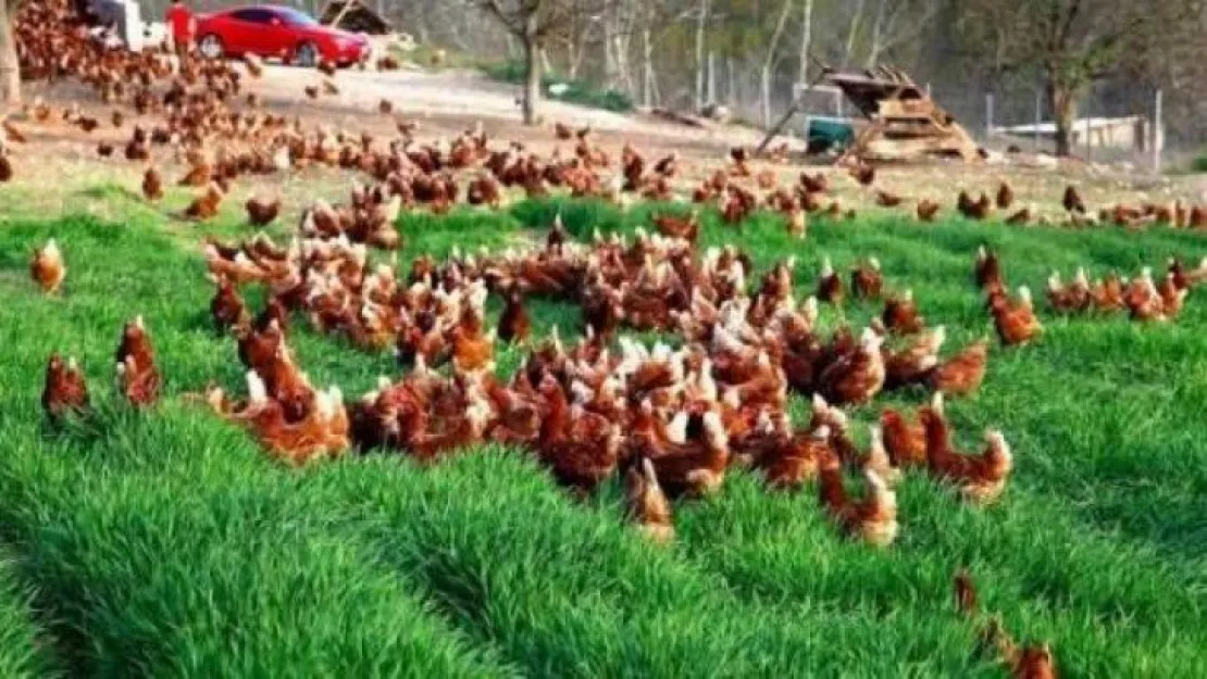 Komşuda 700 Bin Tavuk telef oldu