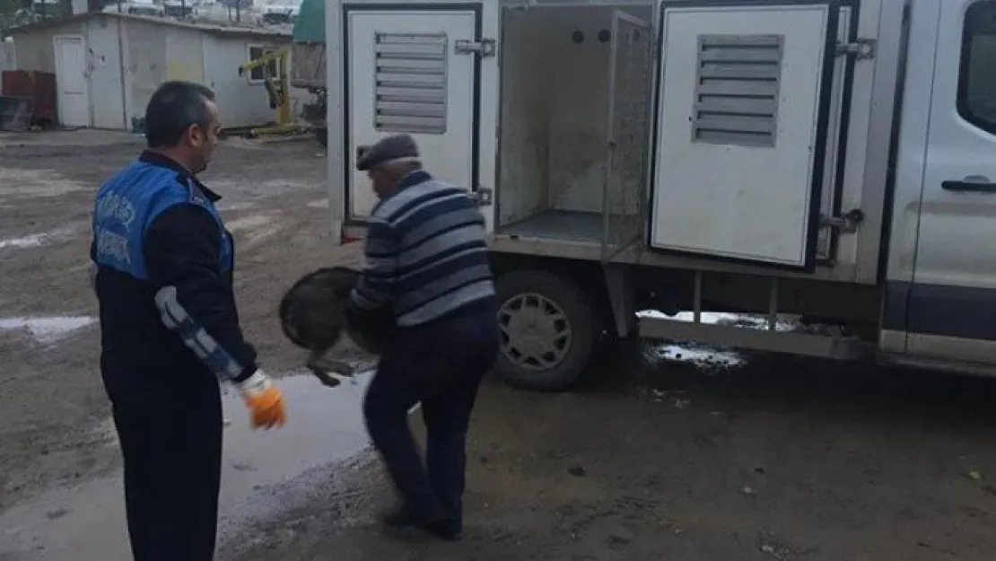 Köpeğe ateş açan kişi serbest kaldı!
