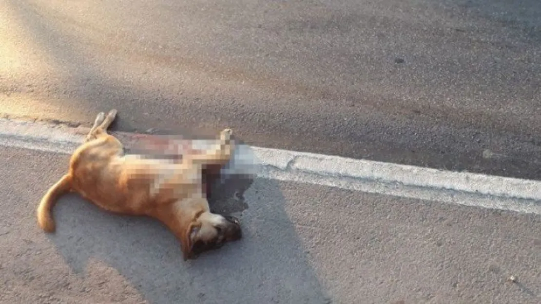 Köpeği öylece ölüme terk etti!