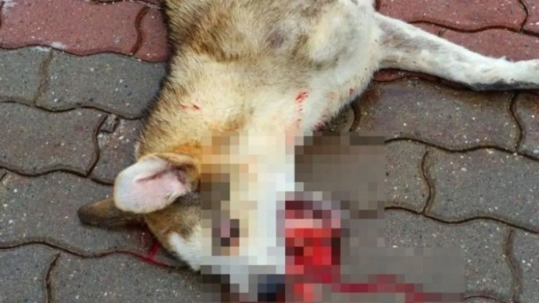 Köpeğin ölümüne öğrencilerden tepki yağıyor