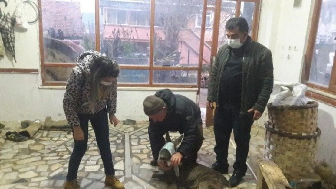 Köpek saldırısına uğrayan karaca tedavi altına alındı 