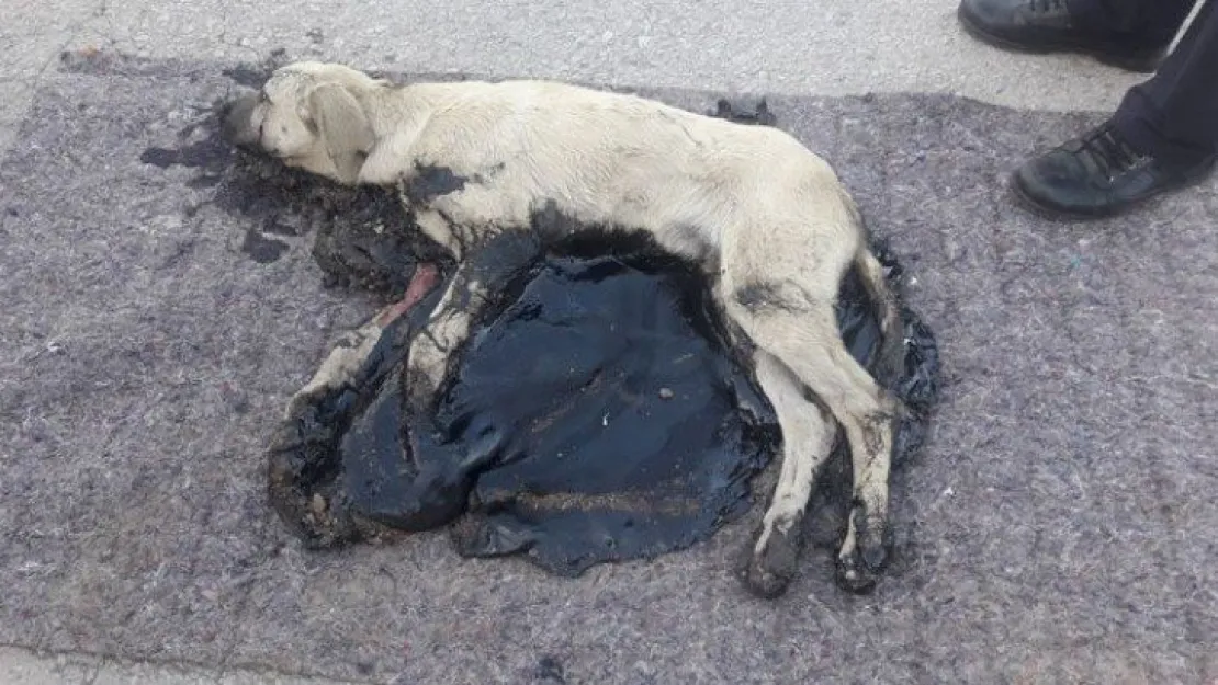 Köpek tankerden dökülen zifte yapıştı