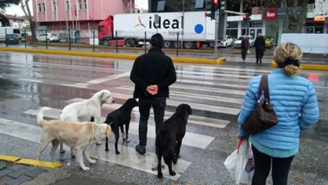 Köpekler kurallara uydu, insanlar...