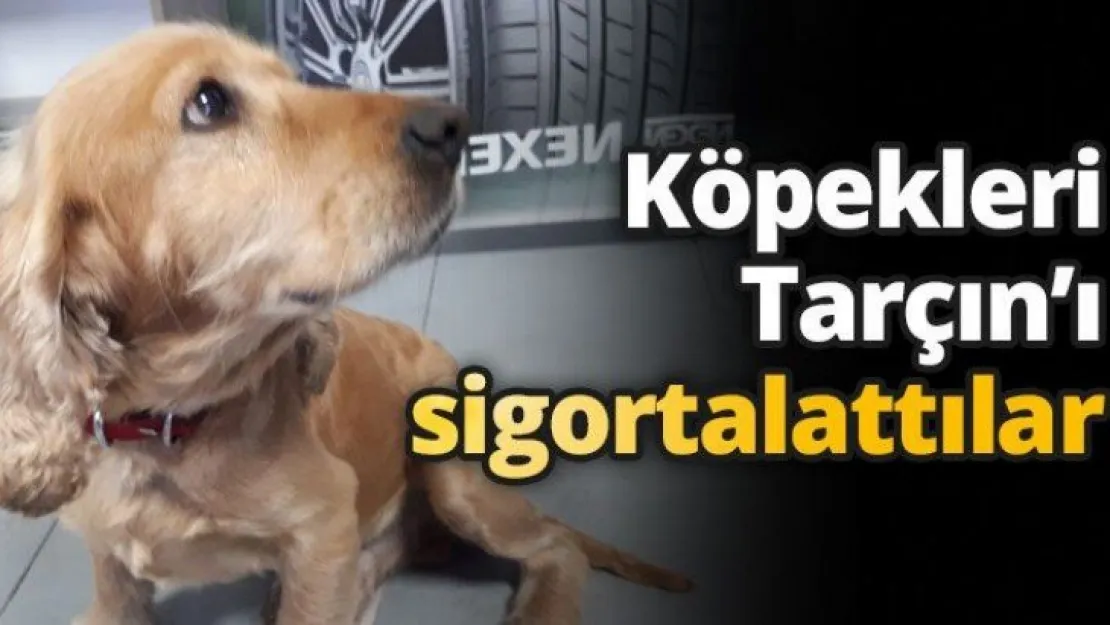Köpekleri Tarçın'ı sigortalattılar