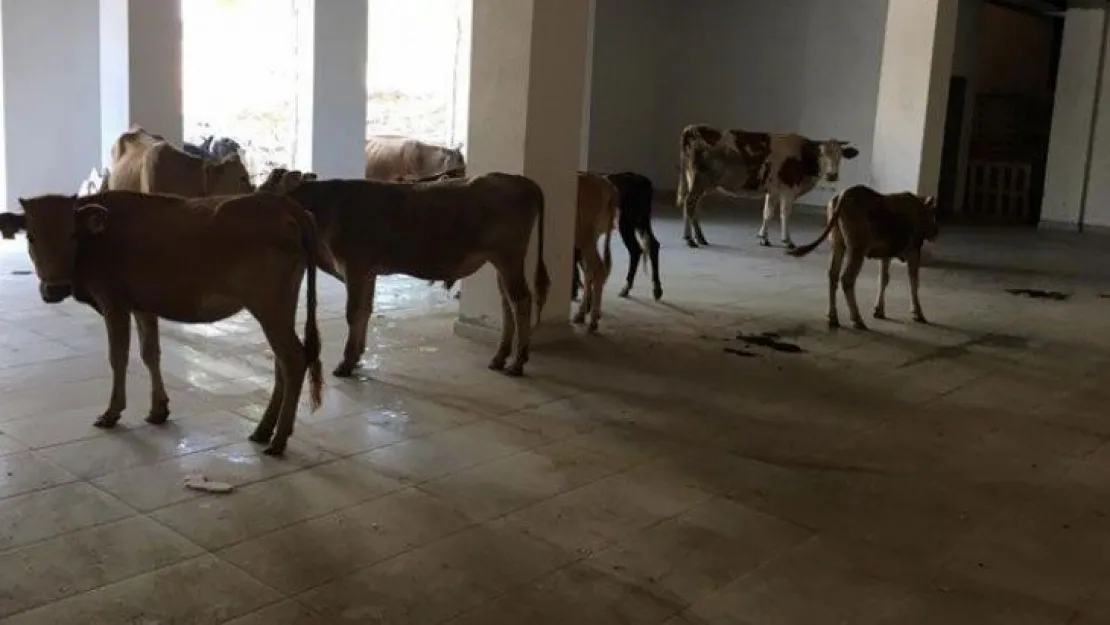 Körfez'de muhtarın büyük isyanı