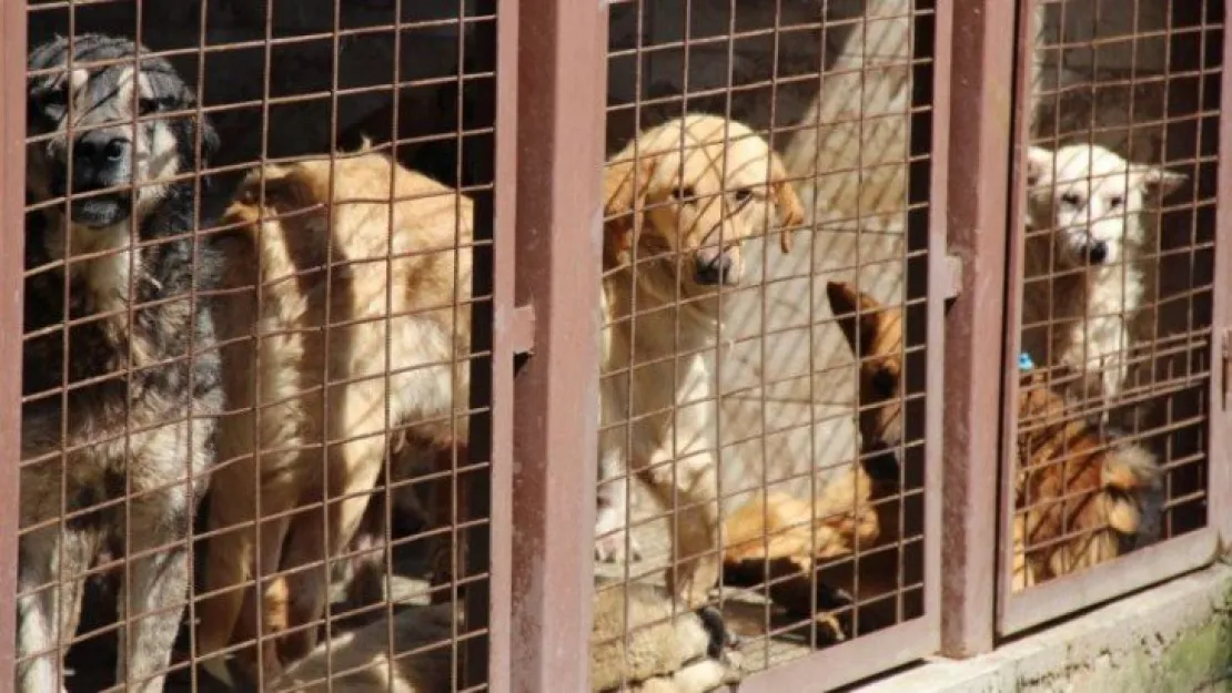 Kötü şartlar altında bakılan 97 köpek, tedavi altına alındı