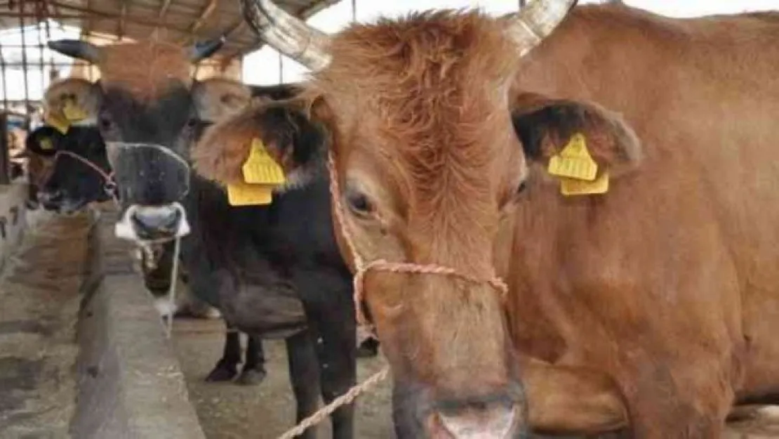 Kurban Bayramı öncesi uyarı! Çin malı bıçak almayın