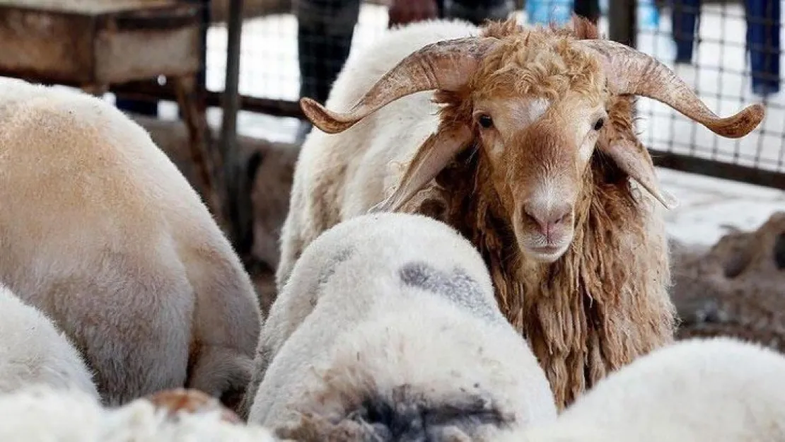 Kurban kesecekler dikkat! Kurban rehberi yayımlandı