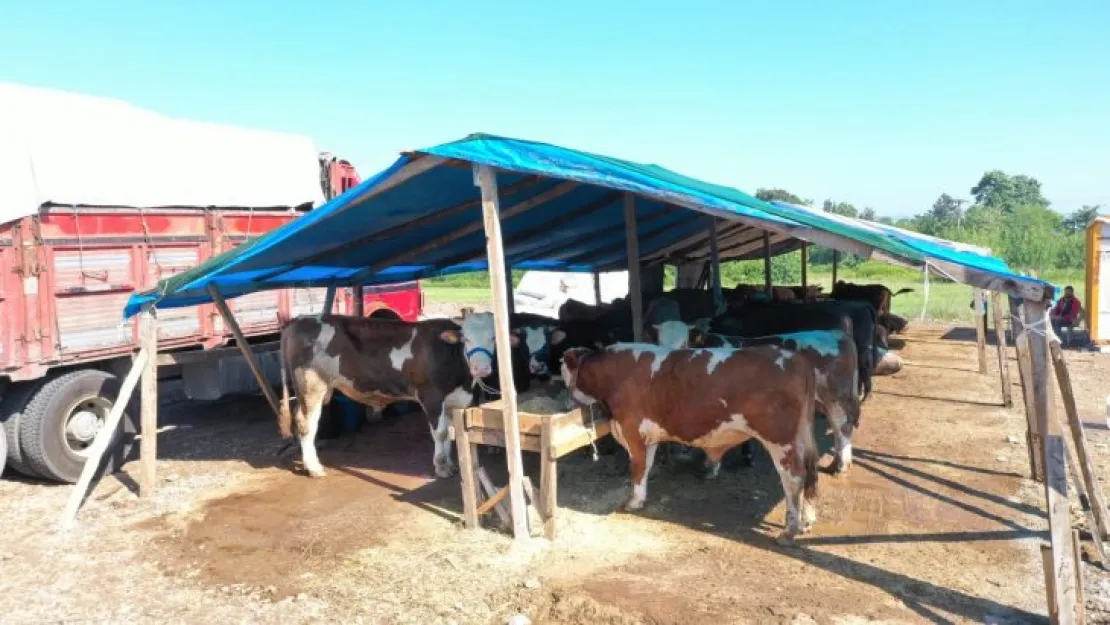 Kurbanlık hayvan satışı için hazırlıklar başladı