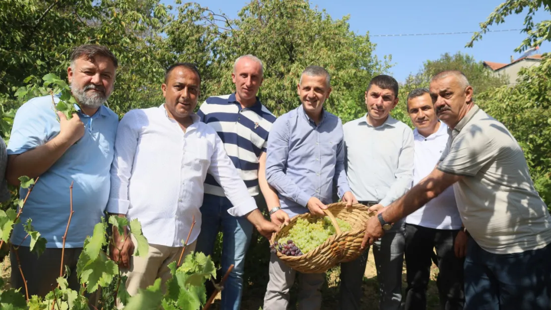 Lezzetiyle meşhur üzümlerin hasadına başlandı