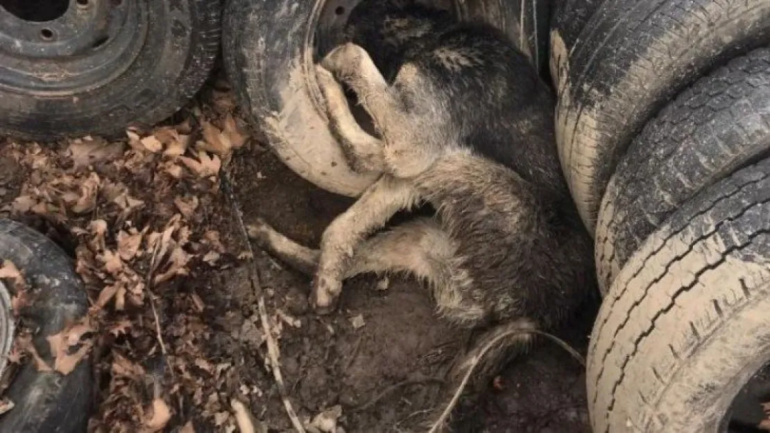 Merakı yüzünden tekere kafasını sıkıştırdı