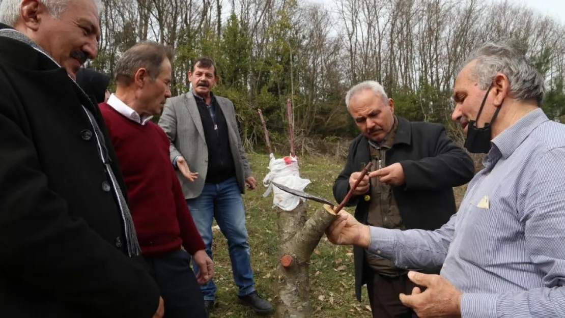 Meyve ağaçlarında aşılama ve budama nasıl olmalı?