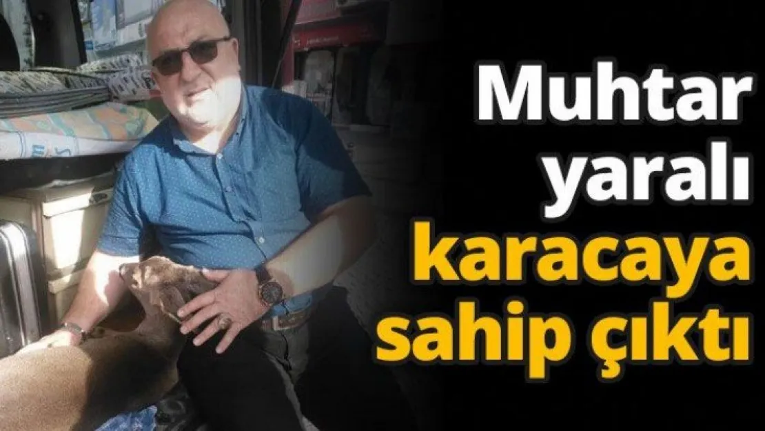 Muhtar yaralı karacaya sahip çıktı
