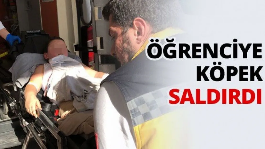 Öğrenciye köpek saldırdı