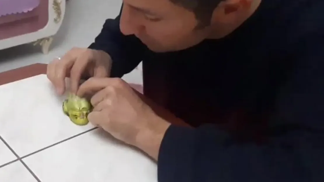 Ölen kuşunu dakikalarca kalp masajı yapıp 2 kez hayata döndürdü