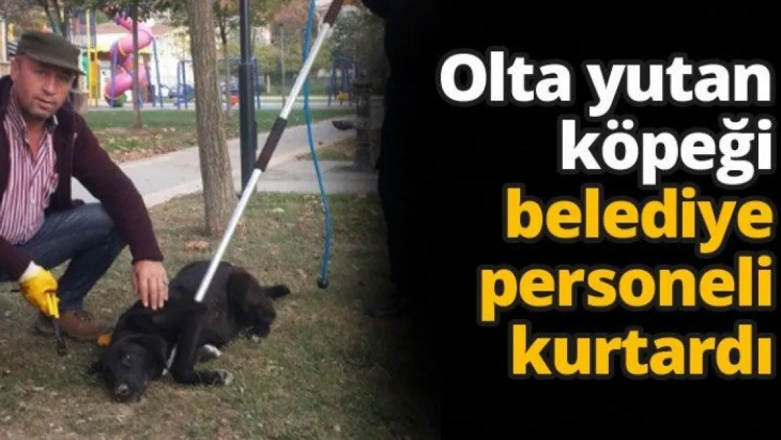 Olta yutan köpeği belediye personeli kurtardı