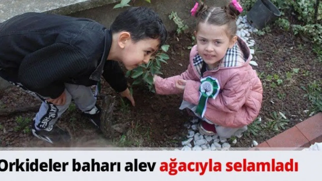 Orkideler baharı alev ağacıyla selamladı
