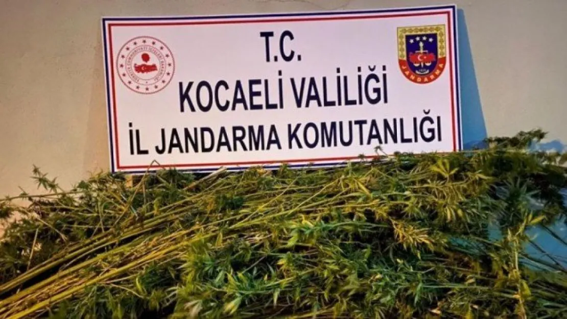 Ormanlık alana 371 kök kenevir eken 2 şahıs gözaltına alındı