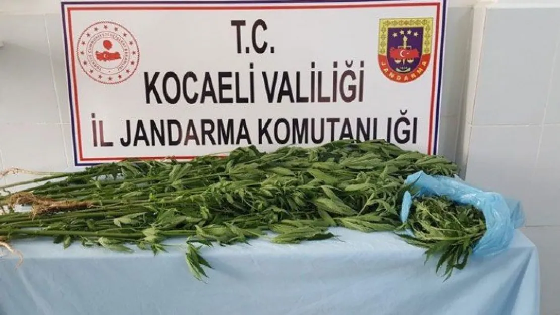 Ormanlık alana kenevir ekilmiş
