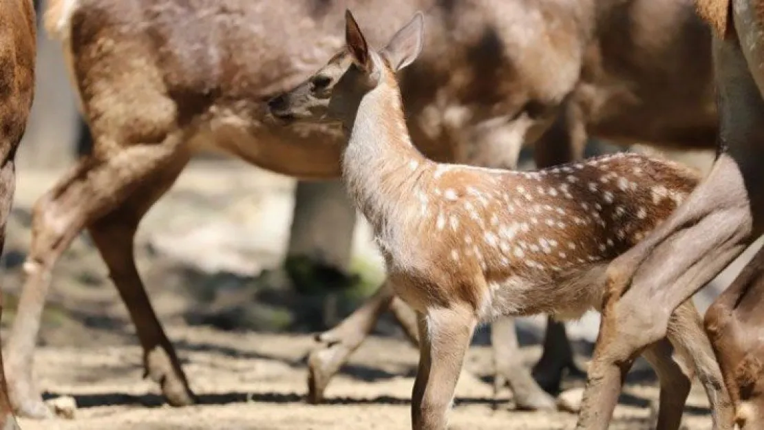 Ormanya'da yaban hayvan popülasyonu artıyor