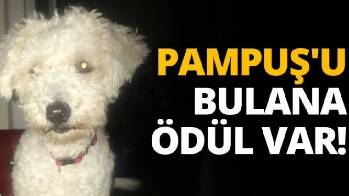 PAMPUŞ'U BULANA ÖDÜL VAR!