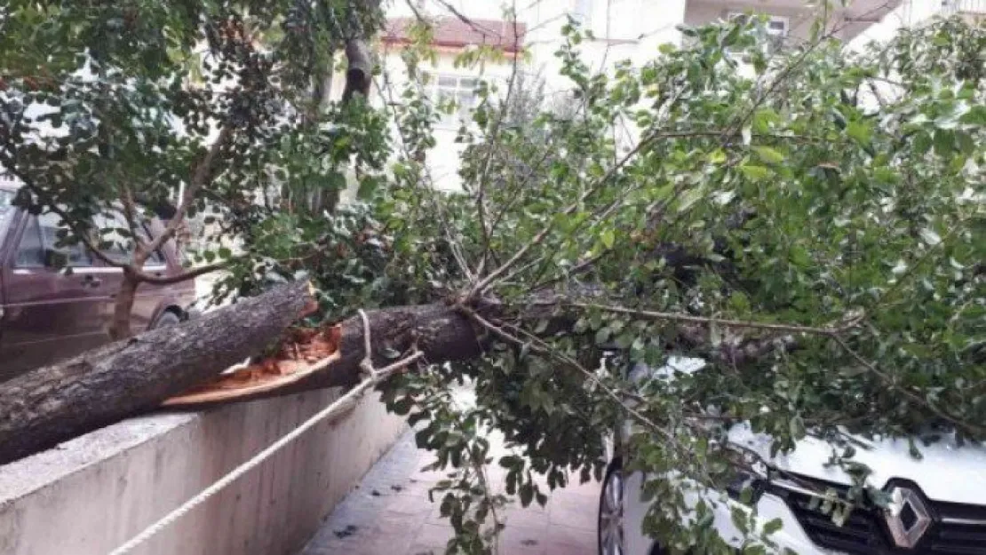 Park halindeki otomobilin üzerine ağaç düştü!