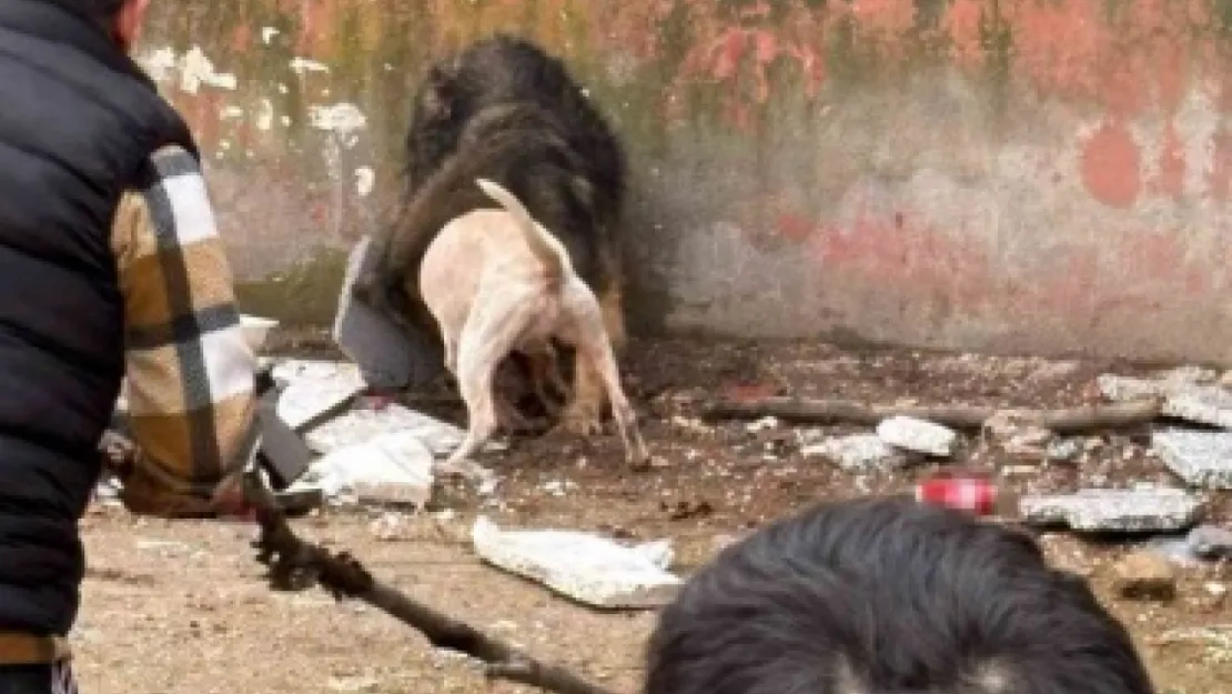 Pitbull sahibine idari işlem yapıldı