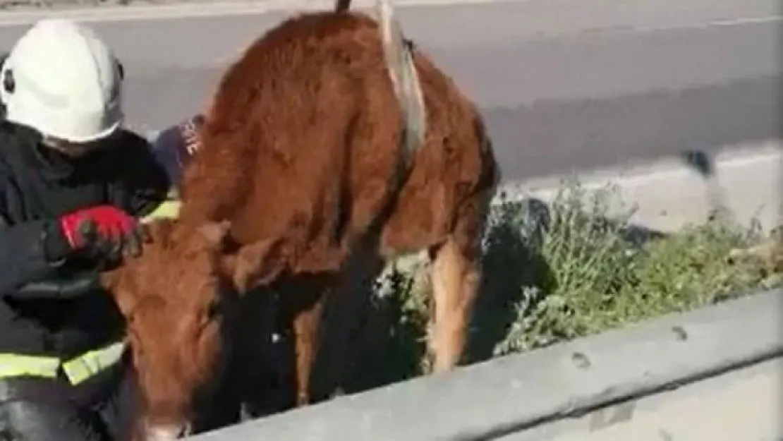 Rögara düşen inek kurtarıldı!
