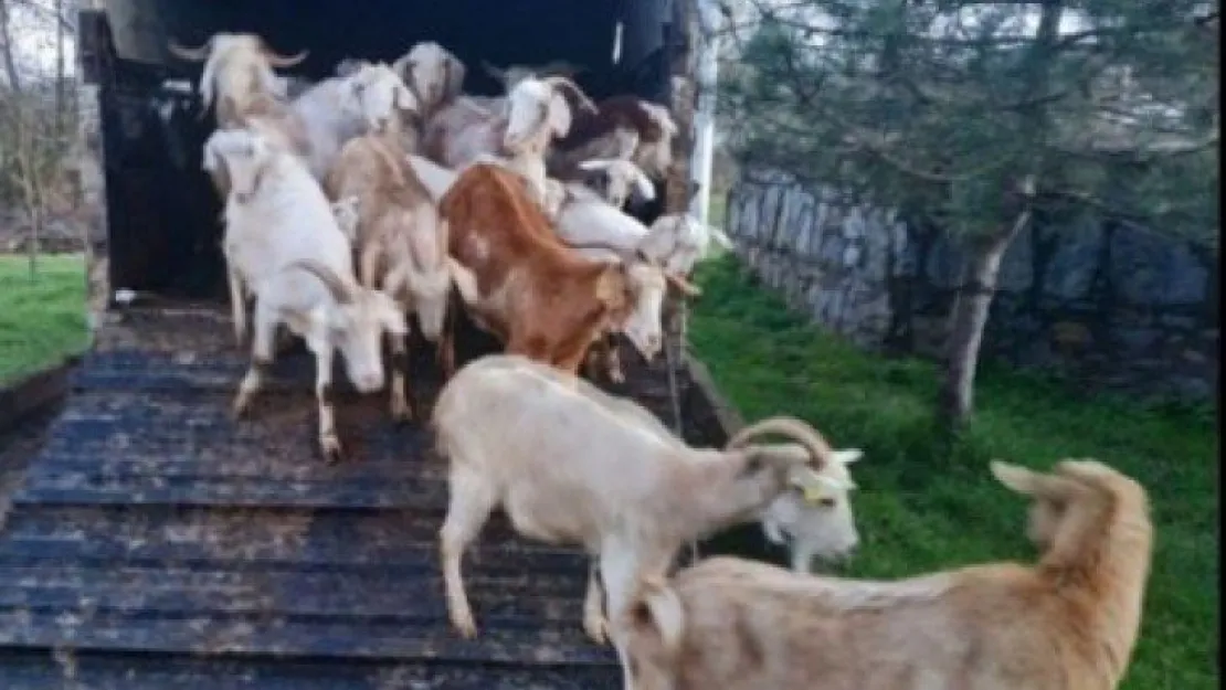 Sahte çekle hayvan dolandırıcılığı yapanlar suçüstü yakalandı