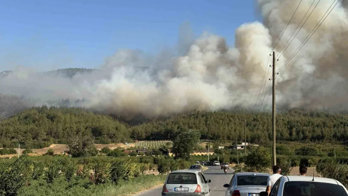 Sakarya'da orman yangını