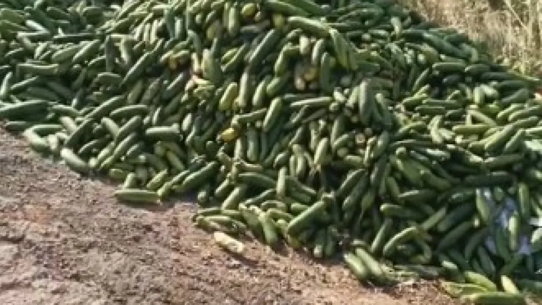 Salatalıkları sokağa attılar