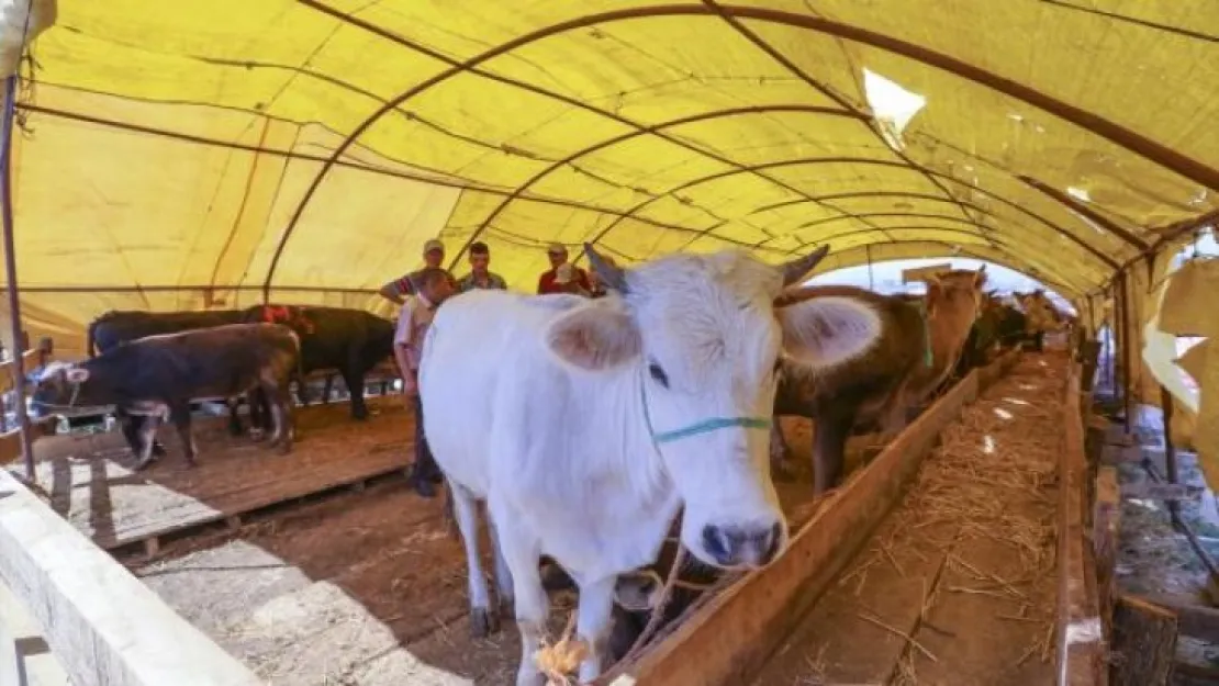 Satılmayan kurbanlıkları ESK alacak