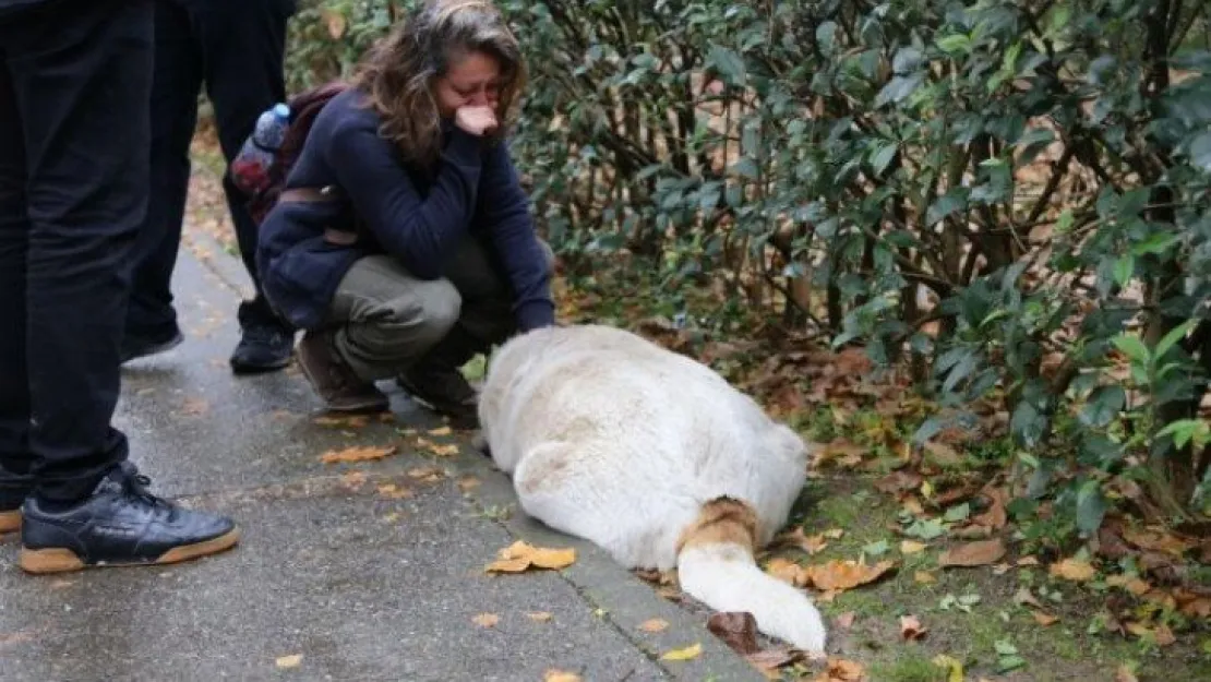 Savcılıktan köpek katliamı ile ilgili açıklama!