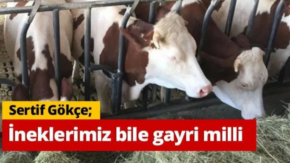 Sertif Gökçe  İneklerimiz bile gayri milli