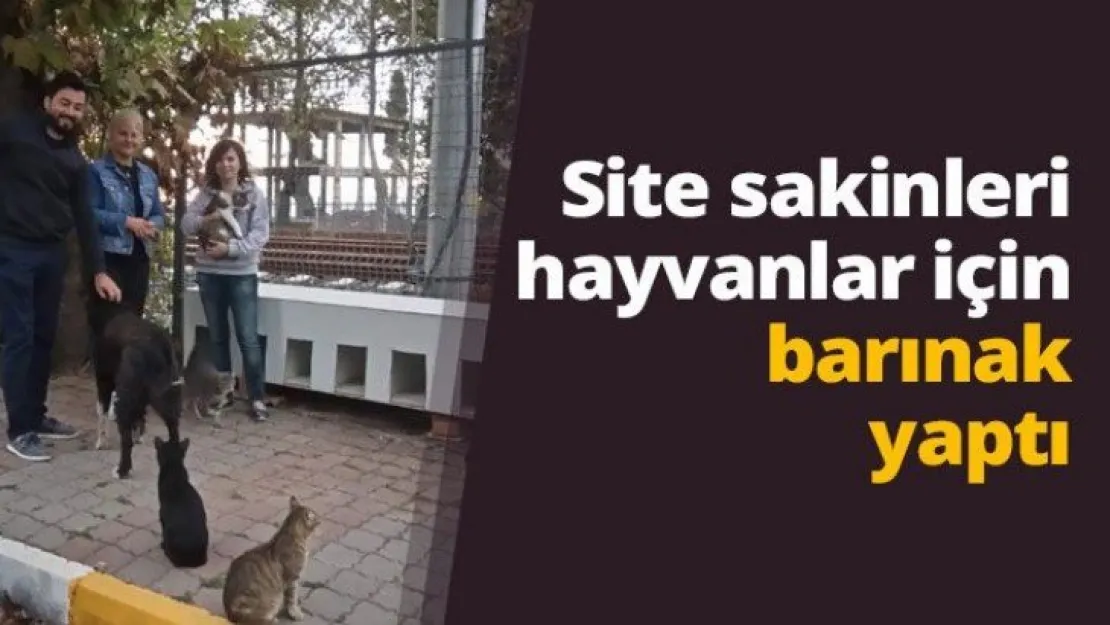 Site sakinleri hayvanlar için barınak yaptı