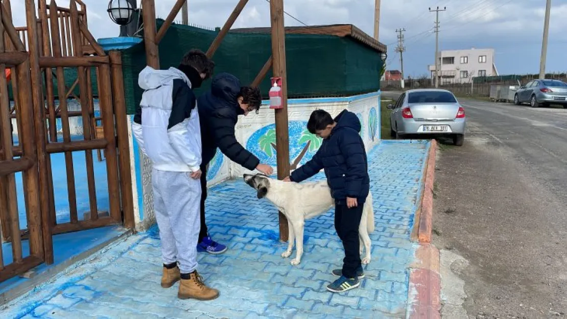 Sokak köpeğinin sırtına TKP yazdılar
