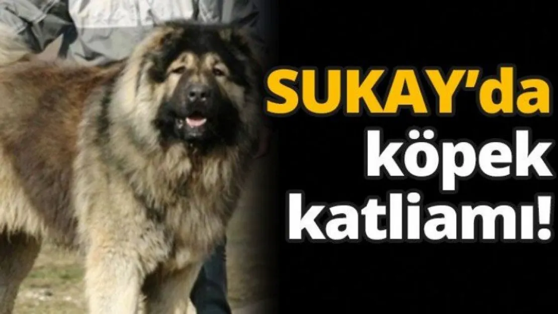 SUKAY'da köpek katliamı!
