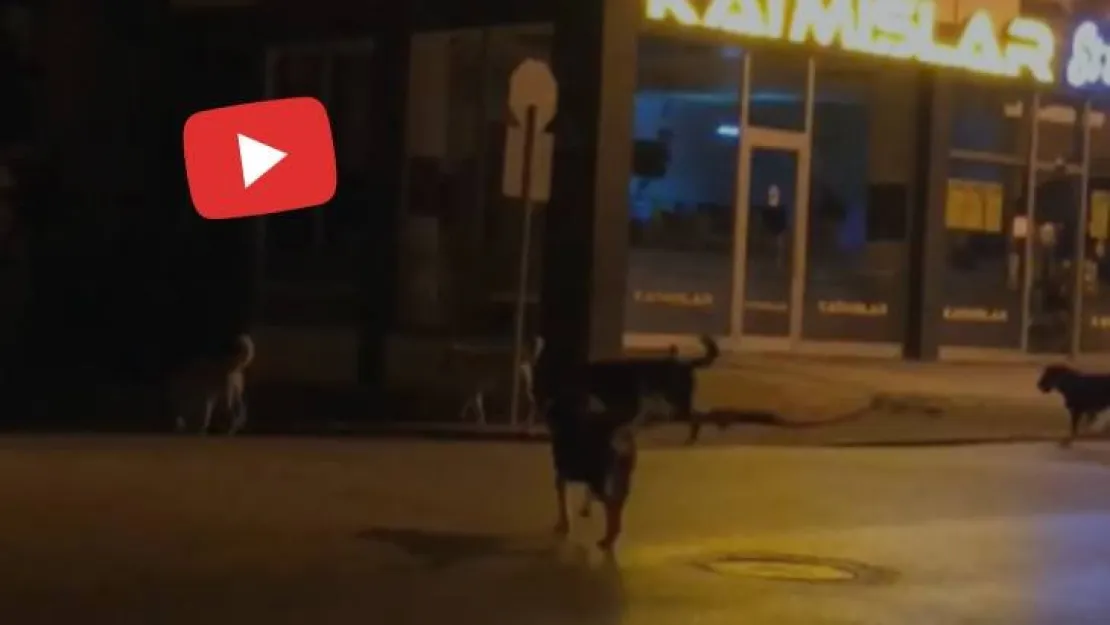 Sürü halinde dolaşıp, korkutuyorlar!