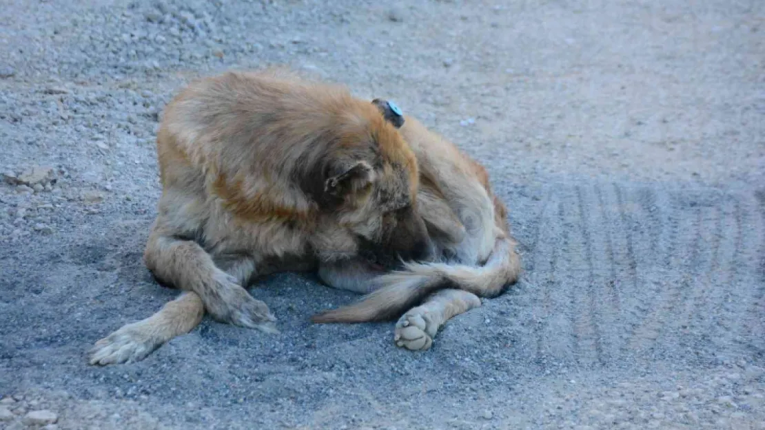 Talihsiz köpeğin başına gelmeyen kalmadı