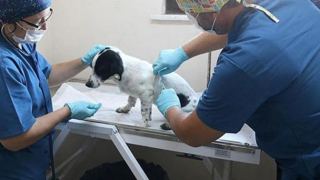 Taşlanan köpek emin ellerde