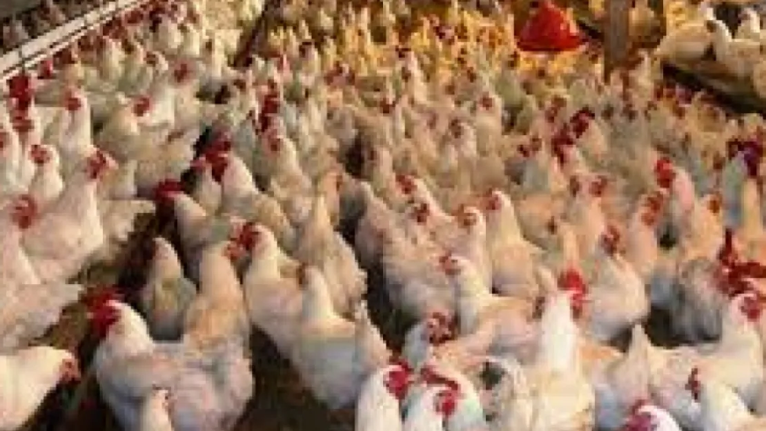 Tavuk eti üretimi azaldı