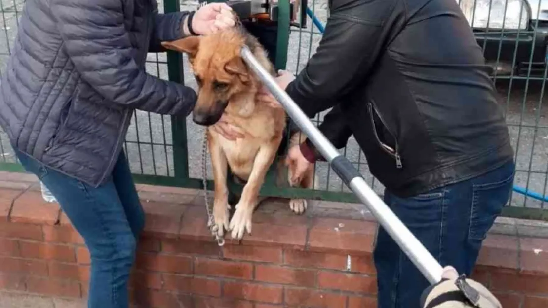 Tel örgülerin arasına sıkışan köpeğe kurtarma operasyonu