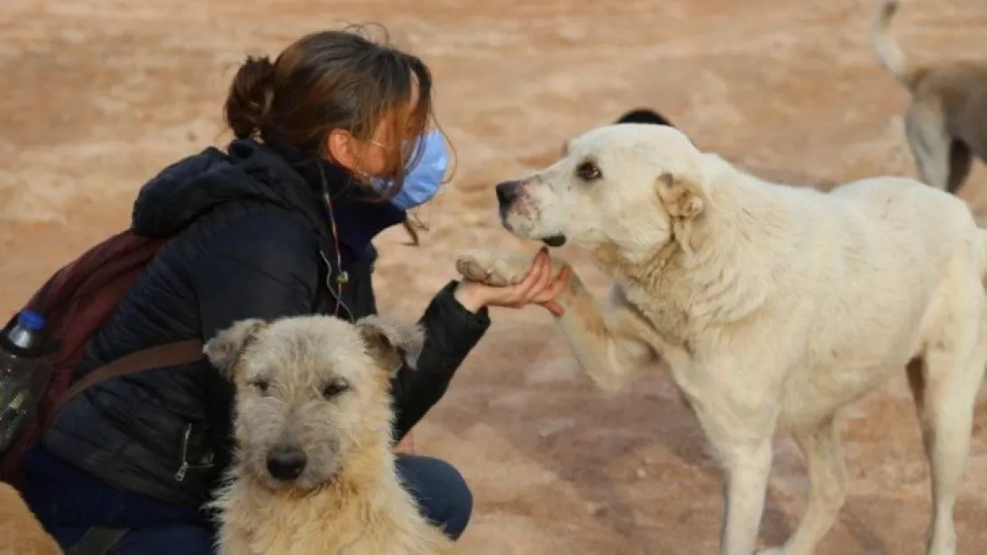 Terk edilen köpekler aç kalmasın diye gece gündüz mücadele ediyorlar  